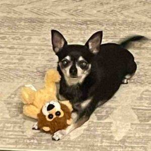 Chihuahuas for adoption in edmonton ab