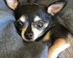 Chihuahuas For Adoption In Edmonton Ab
