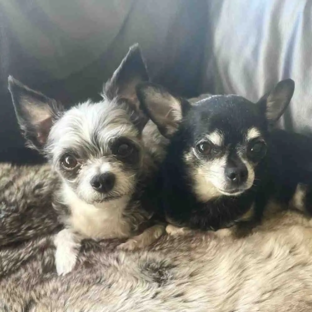 Chihuahuas for adoption in edmonton ab