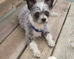 Chihuahuas For Adoption In Edmonton Ab