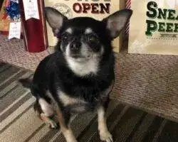 Chihuahuas For Adoption In Edmonton Ab