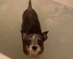 Chihuahuas For Adoption In Edmonton Ab