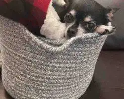 Chihuahuas For Adoption In Edmonton Ab