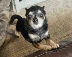 Chihuahuas For Adoption In Edmonton Ab