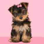 yorkshire terrier yorkie puppy