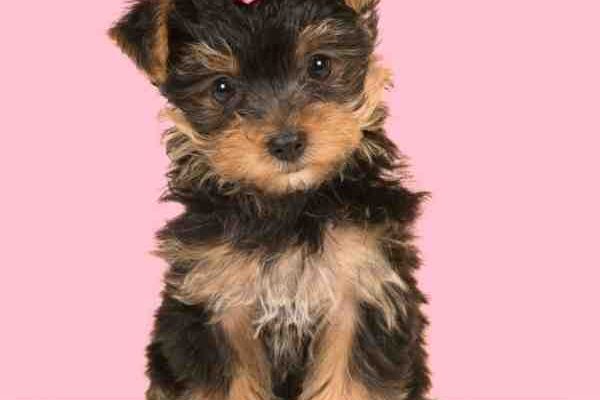photo Yorkie Teacup