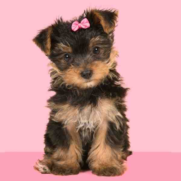 Teacup Breed Dogs For Adoption