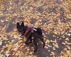 Titan pugapom adoption edmonton ab