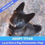 Pugapom For Adoption In Edmonton Ab