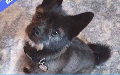 Edmonton ab – pomeranian pug mix (pom-a-pug) dog for adoption – supplies included – adopt titan