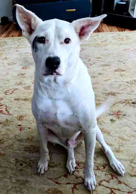 Tito Boxer Labrador Retriever Mix For Adoption Kirkland WA 3