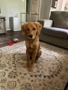 No longer available – gorgeous golden retriever puppy for adoption near washington dc – meet 6 month old toby