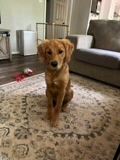 Golden Retriever puppy for adoption in remington va