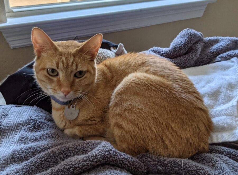 Orange Tabby Cat Adoption San Antonio Texas