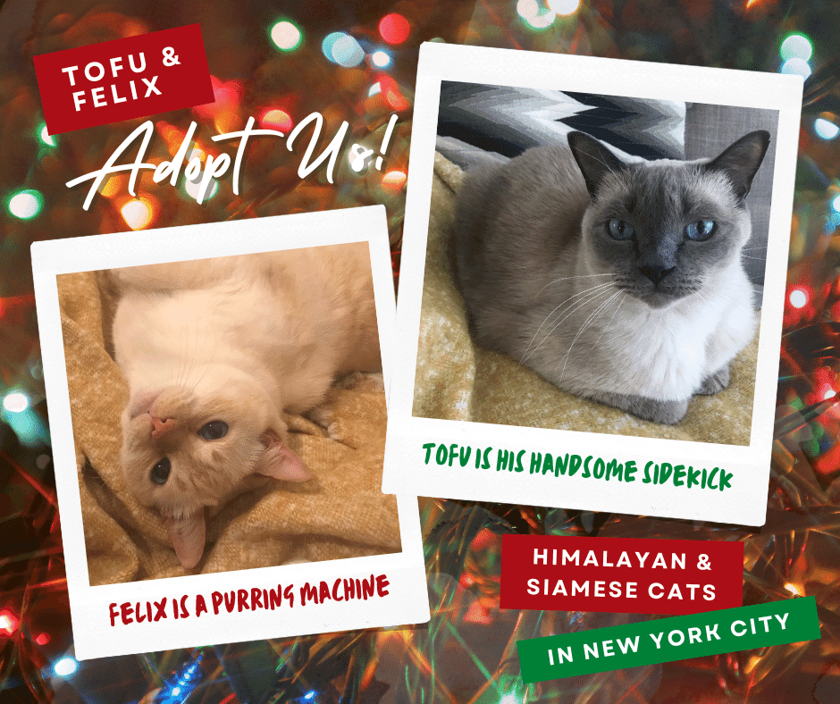 Tofu and felix himalayan siamese cats adopt new york city ny