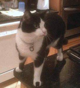 Tom black white tuxedo cat for adoption atlanta 7