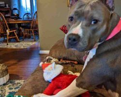 American pit bull terrier for adoption