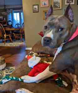 American pit bull terrier for adoption