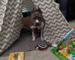 Tonks - american pitbull terrier for adoption in indianapolis