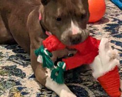 Tonks - american pitbull terrier for adoption in indianapolis