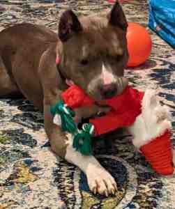 Tonks - american pitbull terrier for adoption in indianapolis