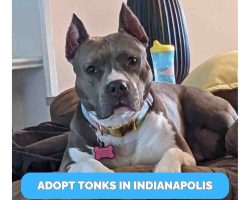 Tonks - american pitbull terrier for adoption in indianapolis
