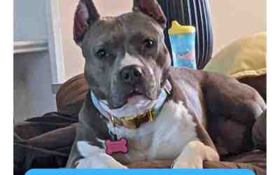 Stunning female american pit bull terrier (pitbull) for adoption in indianapolis indiana – meet tonks