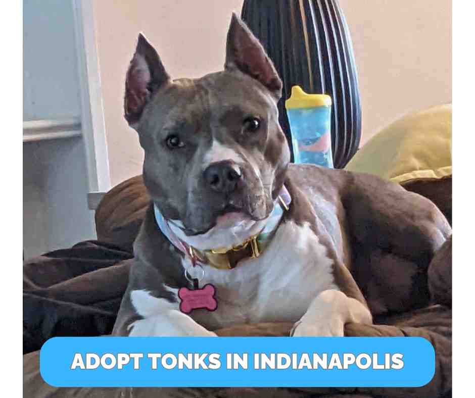 Tonks - American Pitbull Terrier For Adoption in Indianapolis