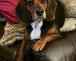 Beagles for adoption baltimore md washington dc