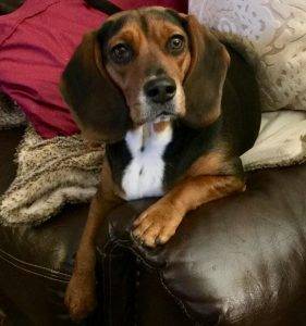 Beagles for adoption baltimore md washington dc
