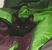 Toro Black Cat For Adoption In Seattle WA