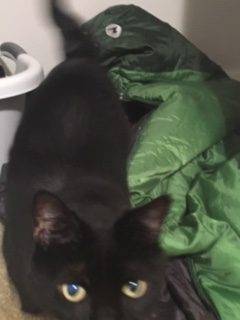 Toro black cat for adoption in seattle wa