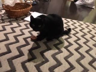Toro black cat for adoption in seattle wa