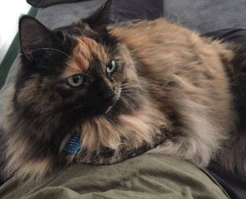 ADOPTED Millie – Exquisite Long Hair Calico Tortie Cat In Lawrenceville Ga