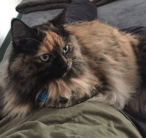 ADOPTED Millie – Exquisite Long Hair Calico Tortie Cat in Lawrenceville Ga