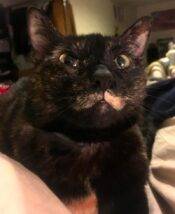 Tortoiseshell Cat For Adoption In Seattle WA