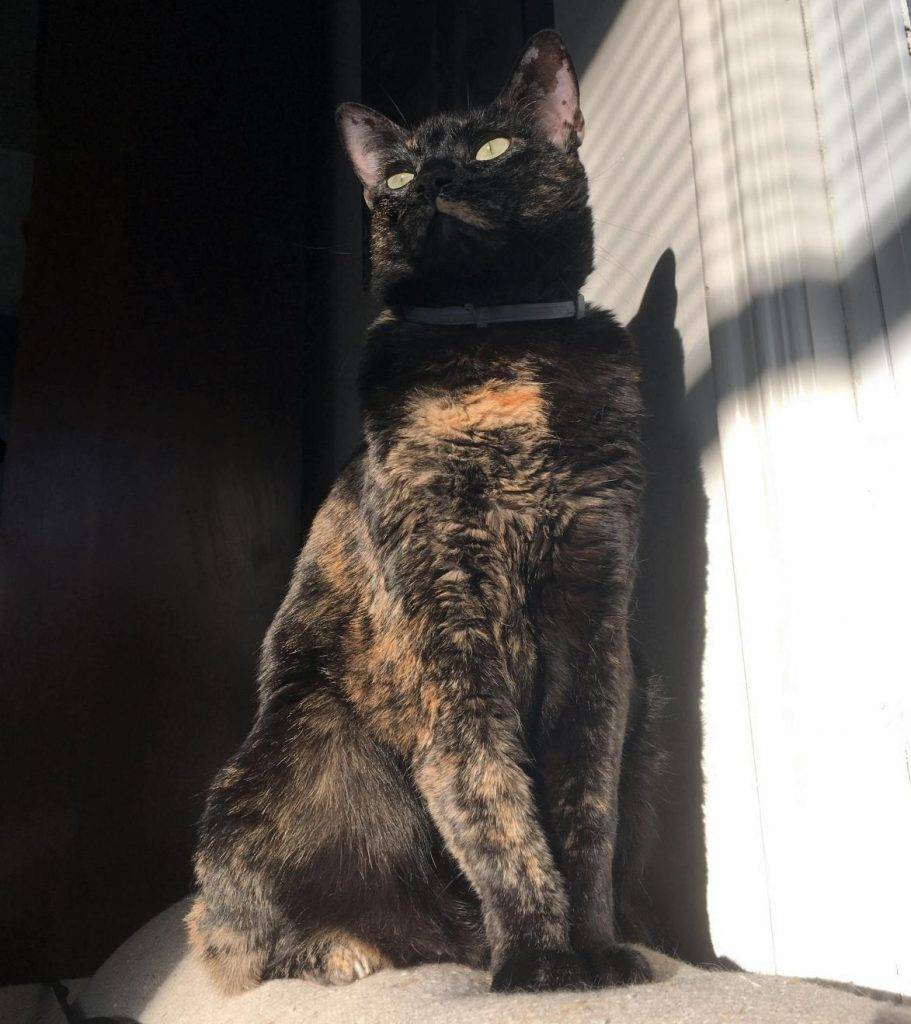 Tortoiseshell Cat For Adoption in Seattle WA with Snowshoe Siamese
