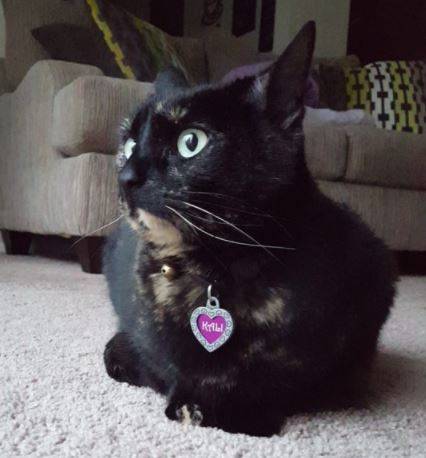 Rehomed – tortoiseshell cat reynoldsburg ohio -meet kali the tortie cat – reynoldsburg oh