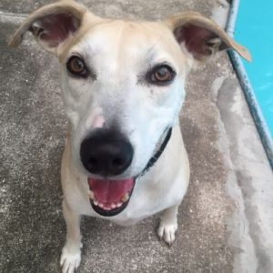 Toubab - Africanis Dog For Adoption in Columbia SC