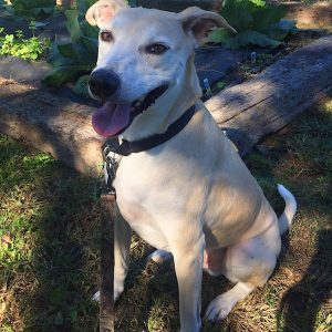 Toubab - African Dog For Adoption in Columbia SC