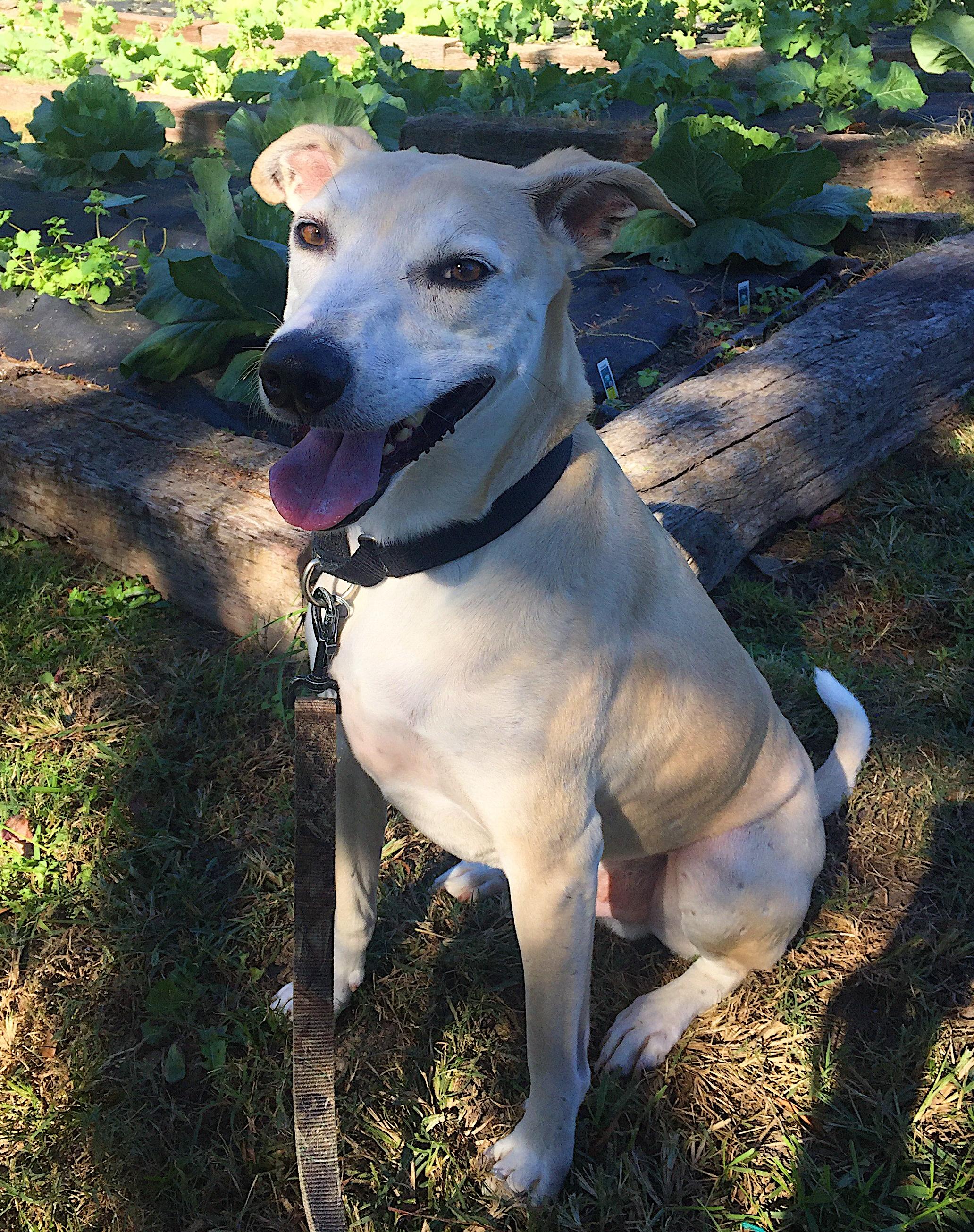 REHOMED IN Columbia, SC TOUBAB Rare Africanis Dog