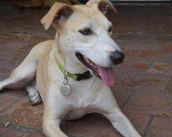Toubab - African Dog For Adoption In Columbia SC