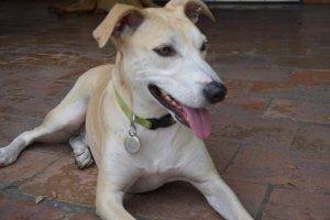 Toubab - african dog for adoption in columbia sc
