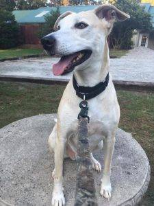 Toubab - african dog rehomed in columbia sc