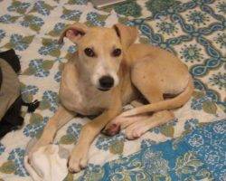 Toubab - Africanis Dog For Adoption In Columbia SC