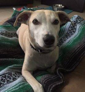 Rehomed in columbia, sc – toubab – rare africanis dog
