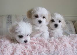 Toy dog breed maltipoo