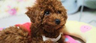 Toy Poodle Adoption