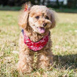 A very cute apricot toy poodle dog wearing a red bandana