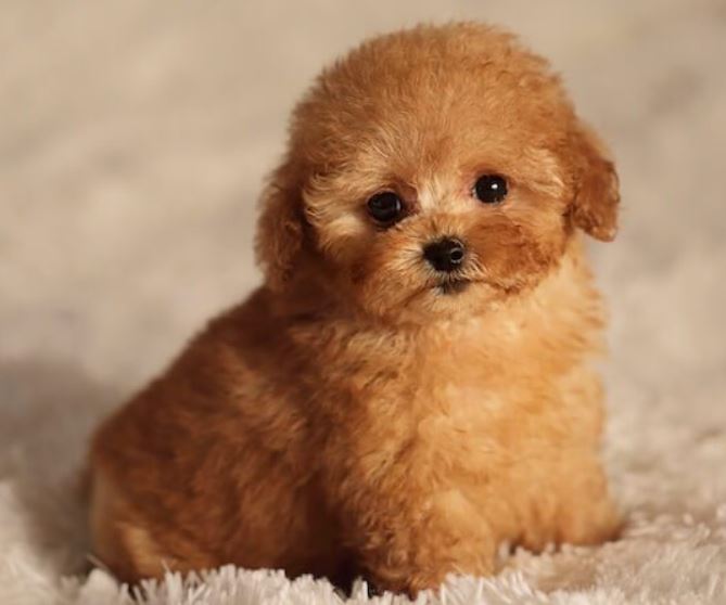 Toy Poodle Rehoming - Adoptable Pet Listings